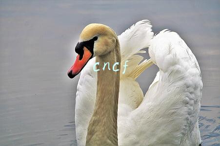cncf cncf
