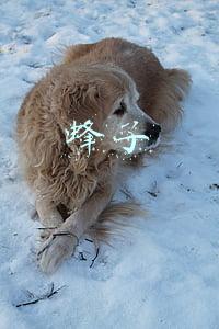 蜂子