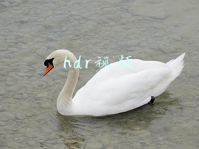 hdr视频