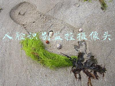 人脸识别监控摄像头