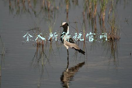 个人所得税官网