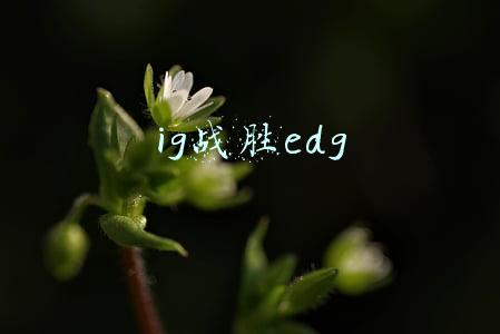 ig战胜edg