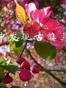 琥珀中发现古雏鸟图片