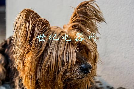 世纪电器网估值依据是什么(巨头争权“针锋相对”格力电器受让盾安环境9.71%股权落空 力阻紫金矿业只因这个条款)