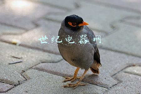 世纪电器网