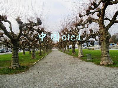 中国oled