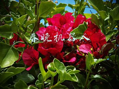 春晚机器人 春晚机器人