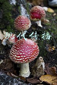 现代传播 现代传播