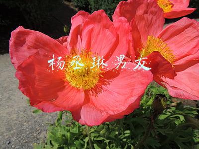 杨丞琳男友