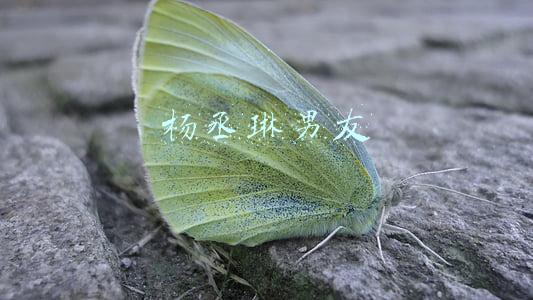 杨丞琳男友
