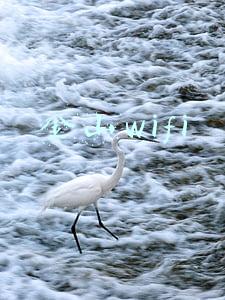 金山wifi