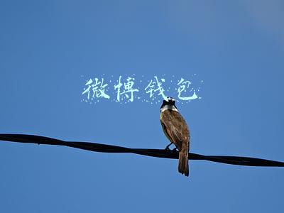 微博钱包