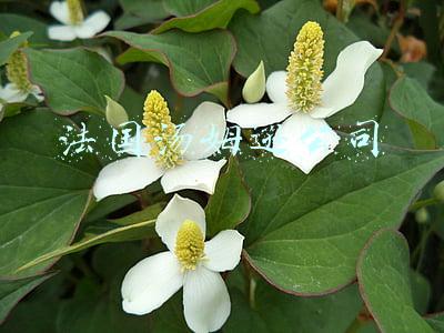 法国汤姆逊公司