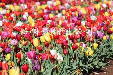 法国汤姆逊公司