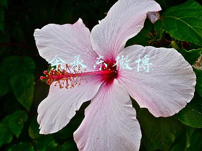余承东微博