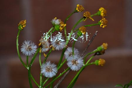 制度设计