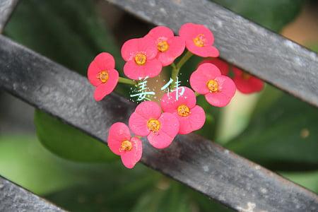 姜伟