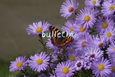 bulletin