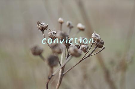 conviction