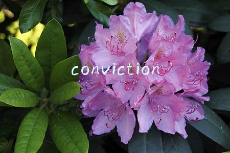 conviction