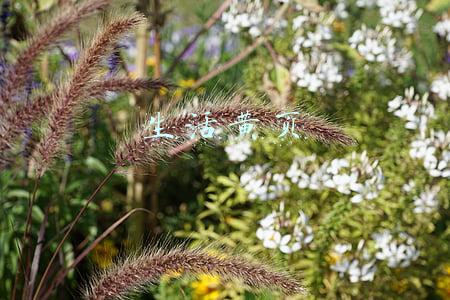 生活黄页
