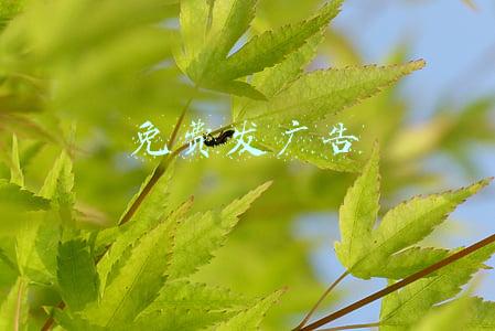 免费发广告