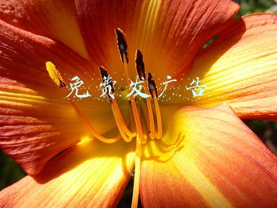 免费发广告