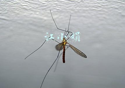 江小娟