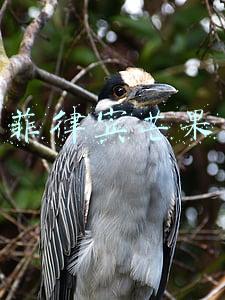 菲律宾芒果