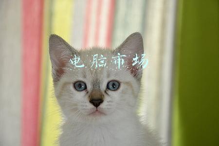 电脑市场