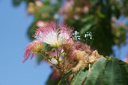 特价机票网