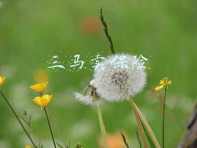 三马卖保险