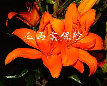三马卖保险