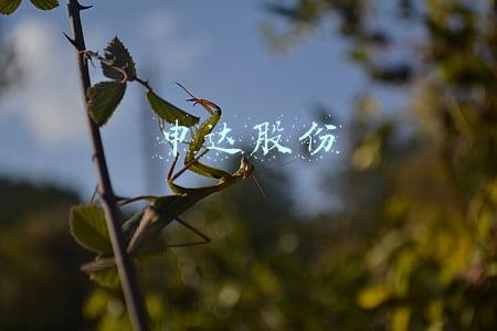 申达股份