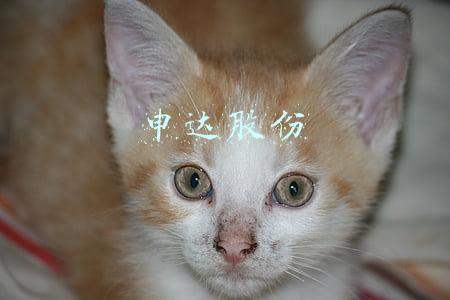 申达股份