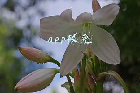 app限免 app限免