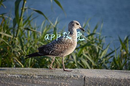 app限免