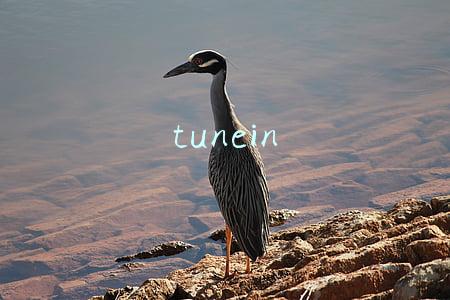 tunein