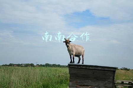 南南合作