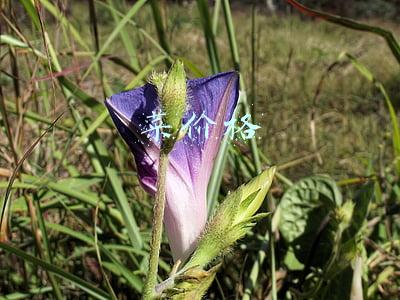 菜价格