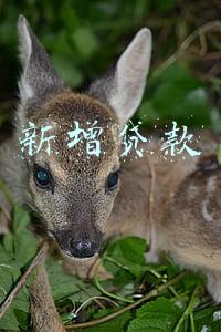 新增贷款