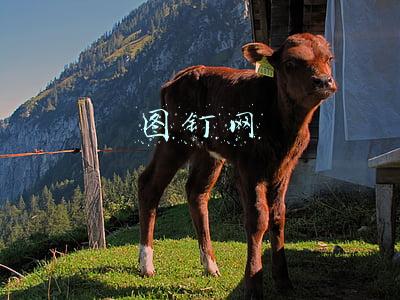 图钉网