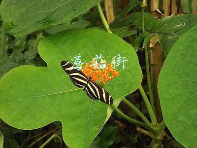 蘑菇街