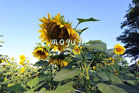 mogujie