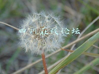 四川在线论坛 四川在线论坛