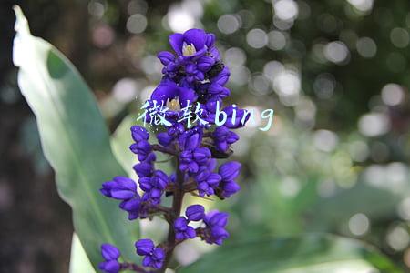 微软bing