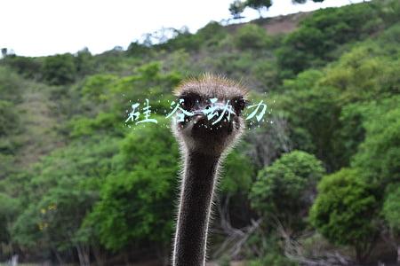 硅谷动力