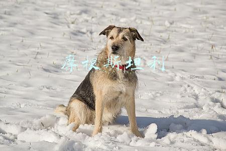 摩根斯坦利