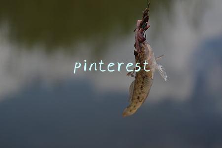 pinterest