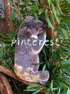 pinterest